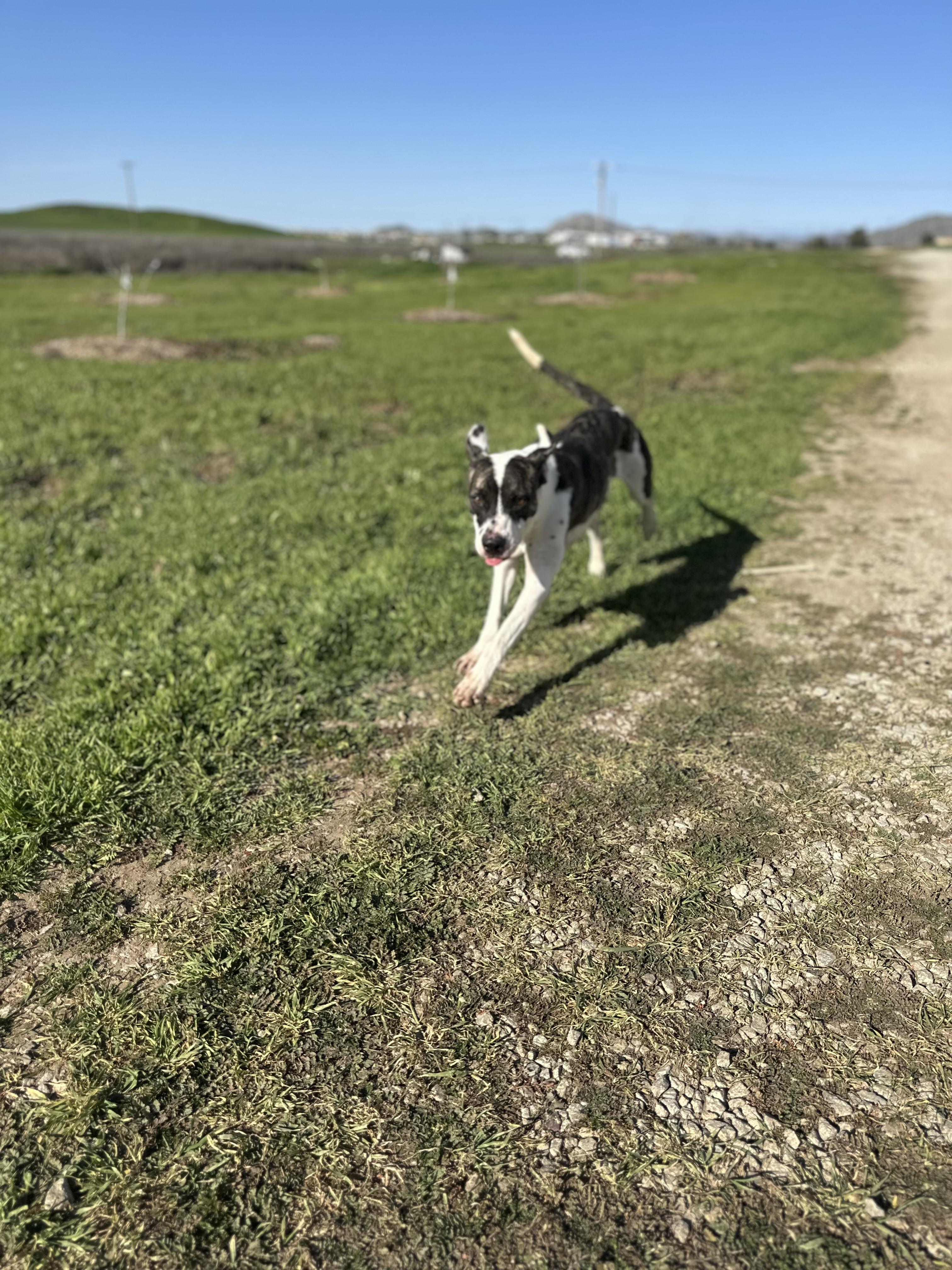 Enlarge Sweet Tea, a ADOPTABLE mixed breed in Winchester, CA image 3/4
