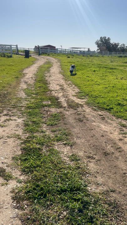 Enlarge Sweet Tea, a ADOPTABLE mixed breed in Winchester, CA video 4/4