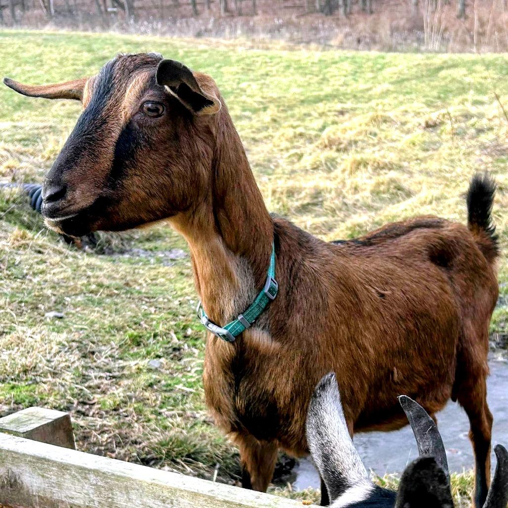 Phyllis, Adoptable, Adult Female Goat & Goat.