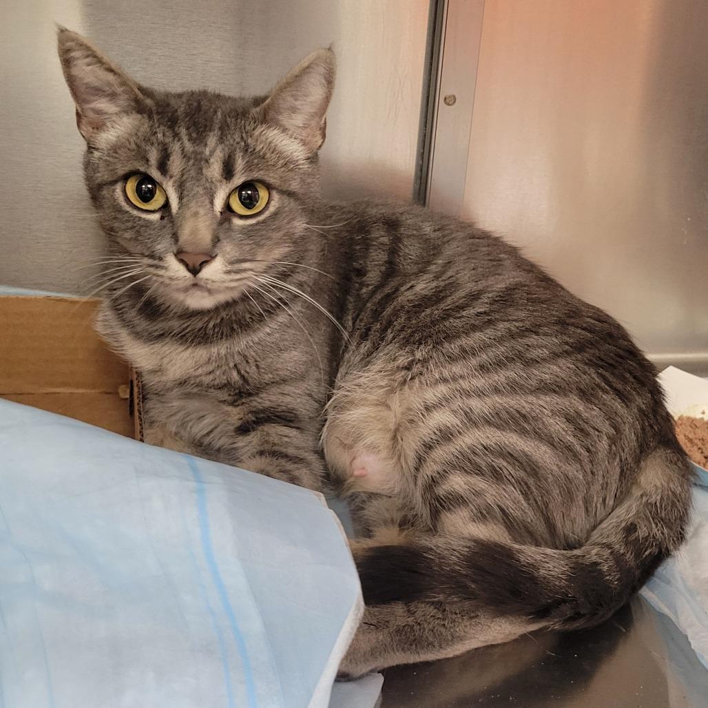 Enlarge Mockingjay, a Adoptable Domestic Short Hair in Westminster, CA image 1/1