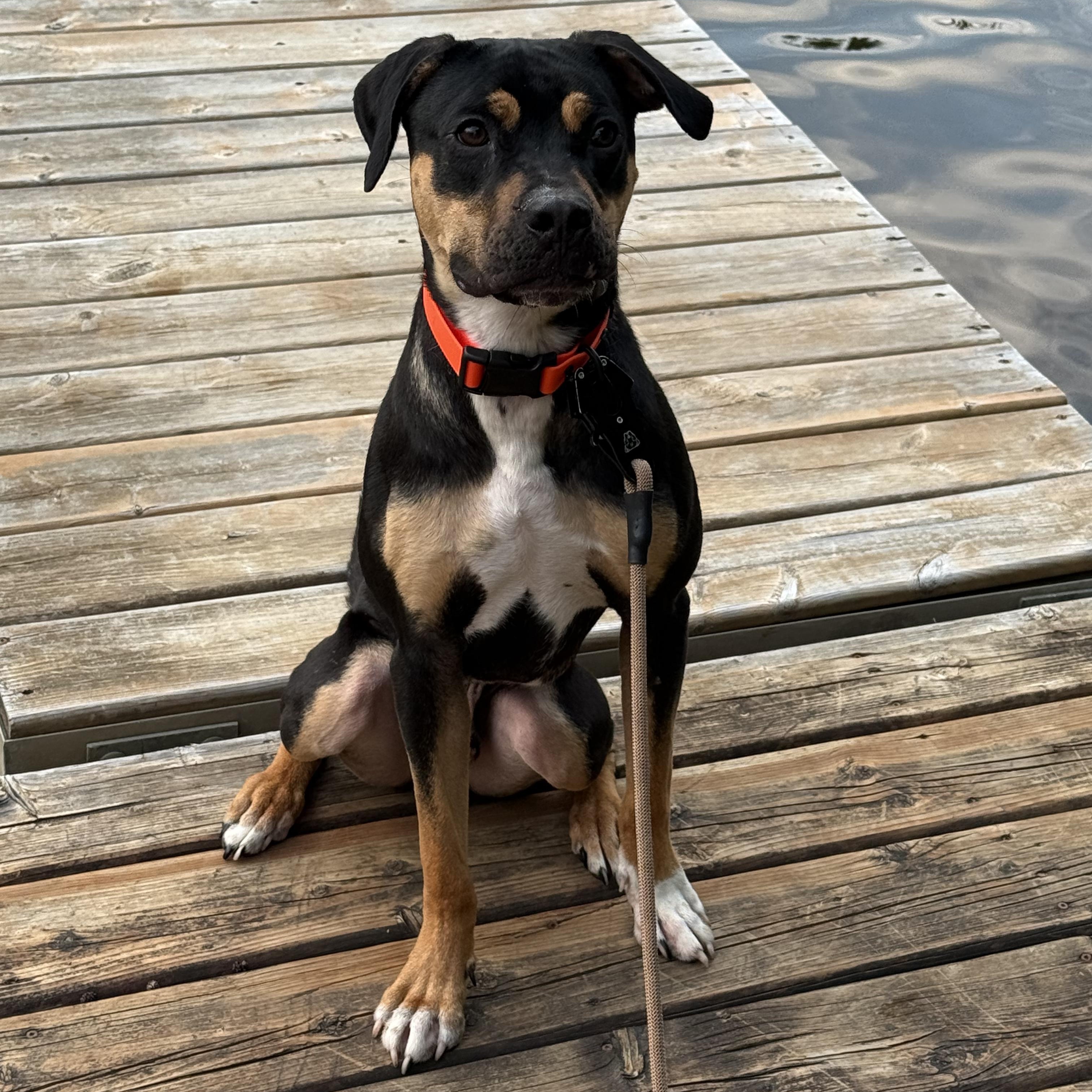 Banjo 99.00 ADOPTION FEE, ADOPTABLE, Young Male Rottweiler & Bulldog.