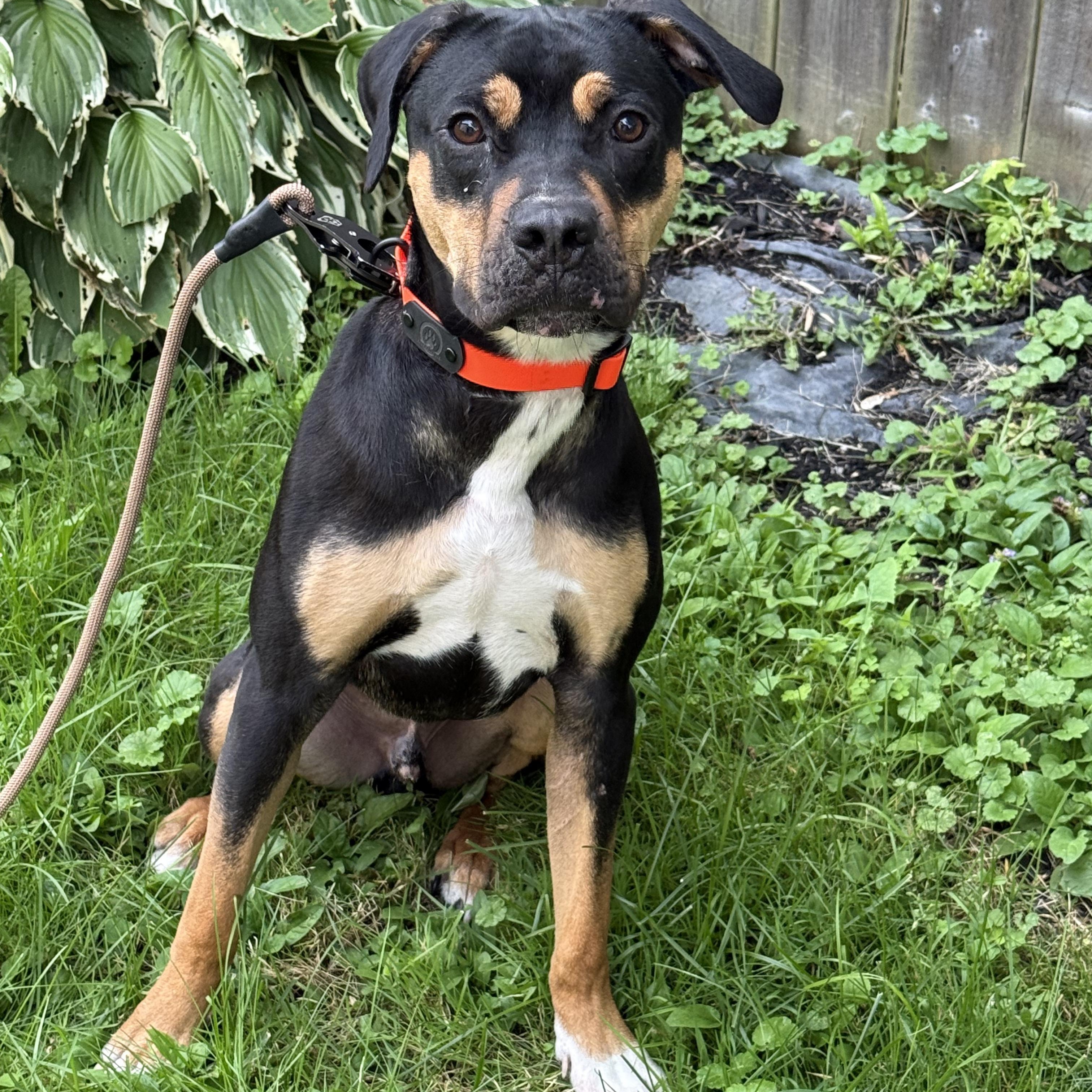Enlarge Banjo 99.00 ADOPTION FEE, a ADOPTABLE mixed breed in Scarborough, ON image 2/6
