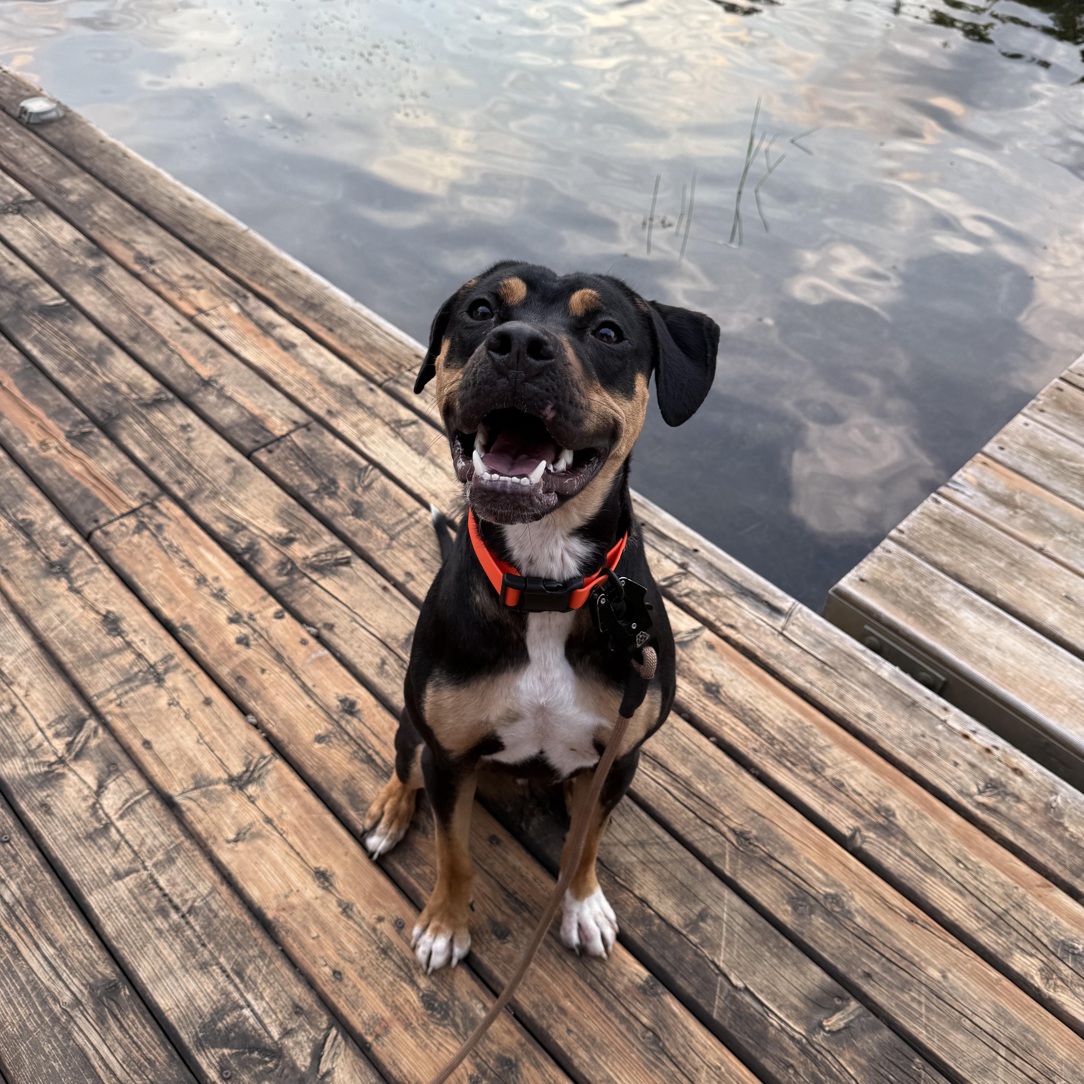 Enlarge Banjo 99.00 ADOPTION FEE, a ADOPTABLE mixed breed in Scarborough, ON image 3/6