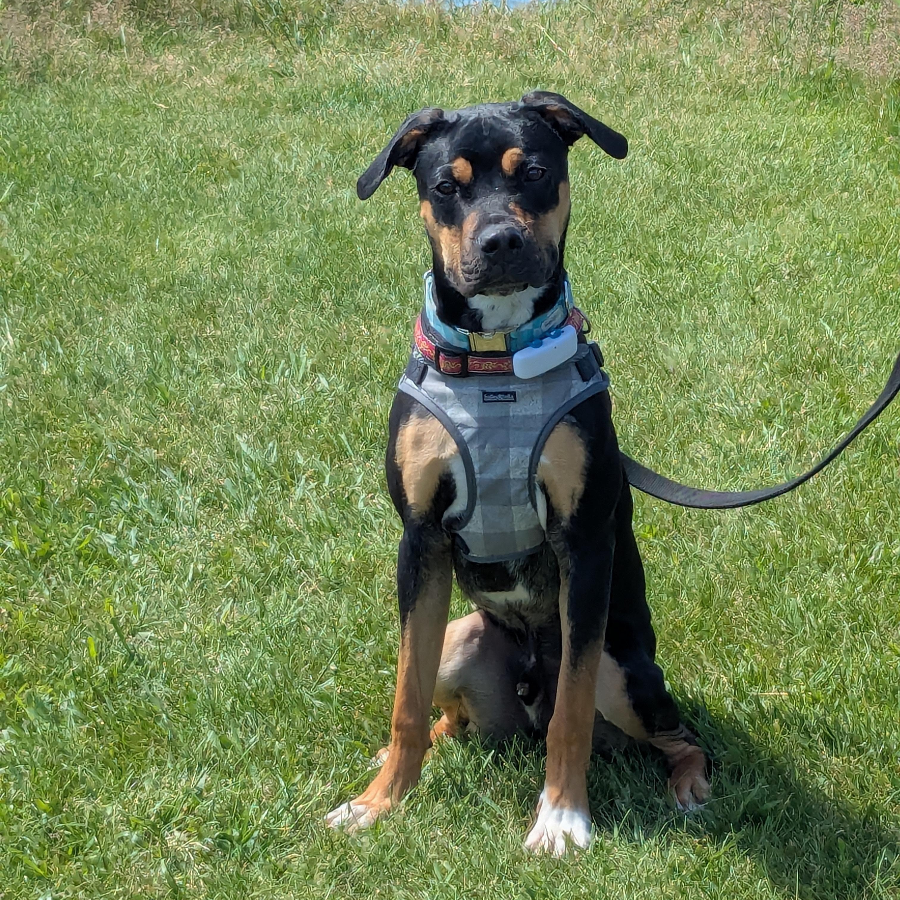 Enlarge Banjo 99.00 ADOPTION FEE, a ADOPTABLE mixed breed in Scarborough, ON image 4/6