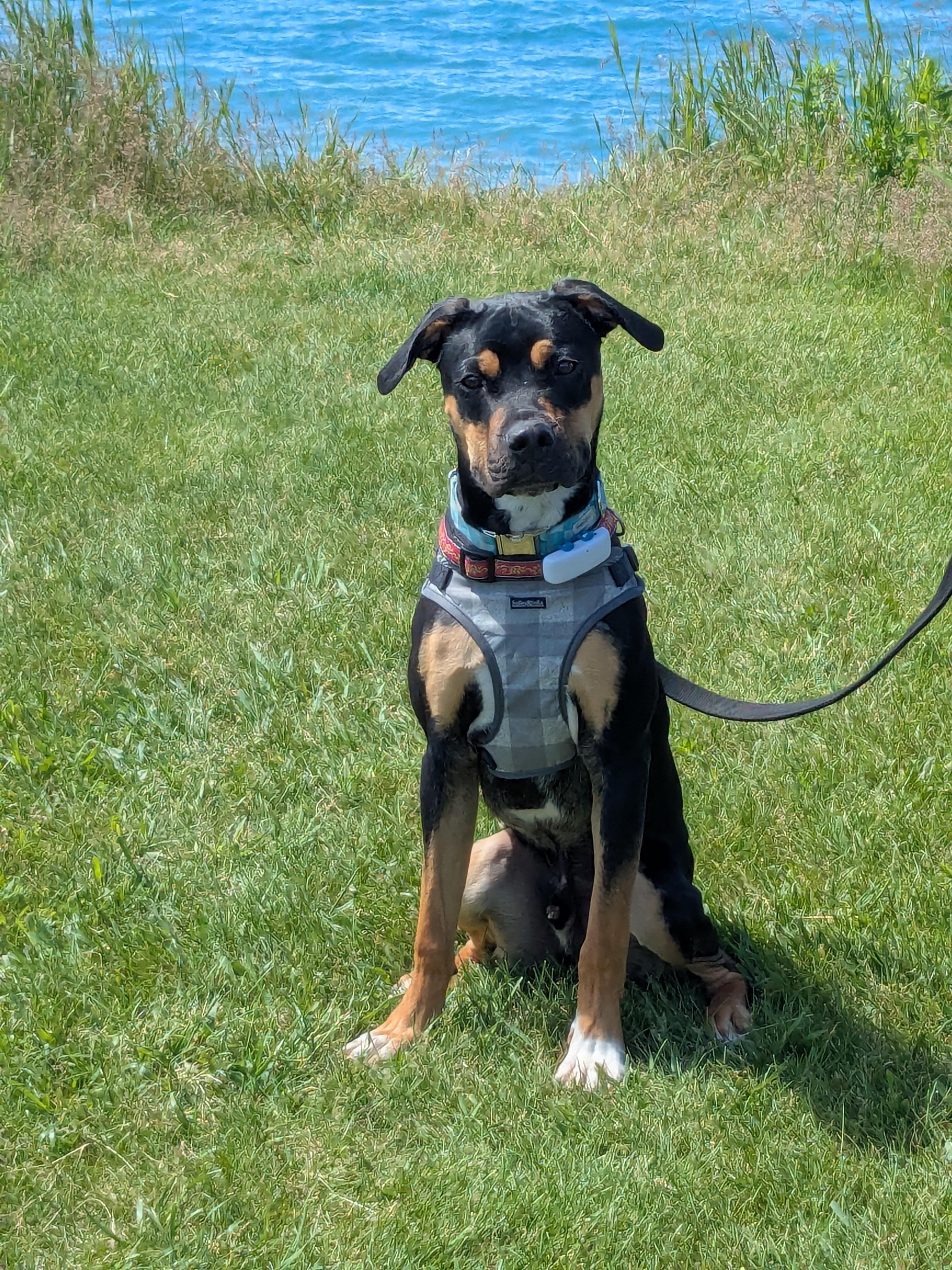 Enlarge Banjo, a ADOPTABLE mixed breed in Scarborough, ON image 2/6
