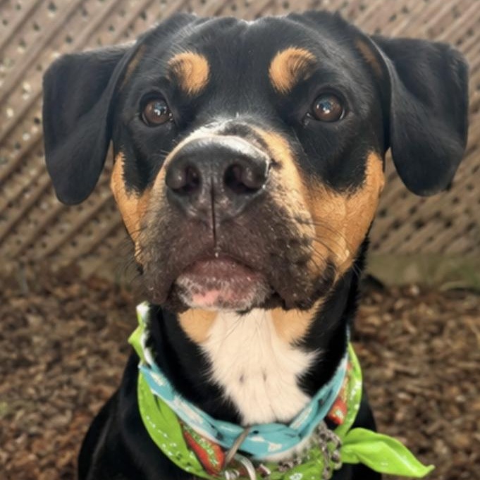 Banjo, a ADOPTABLE mixed breed in Scarborough, ON image 3/6