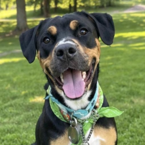 Banjo, a ADOPTABLE mixed breed in Scarborough, ON image 4/6