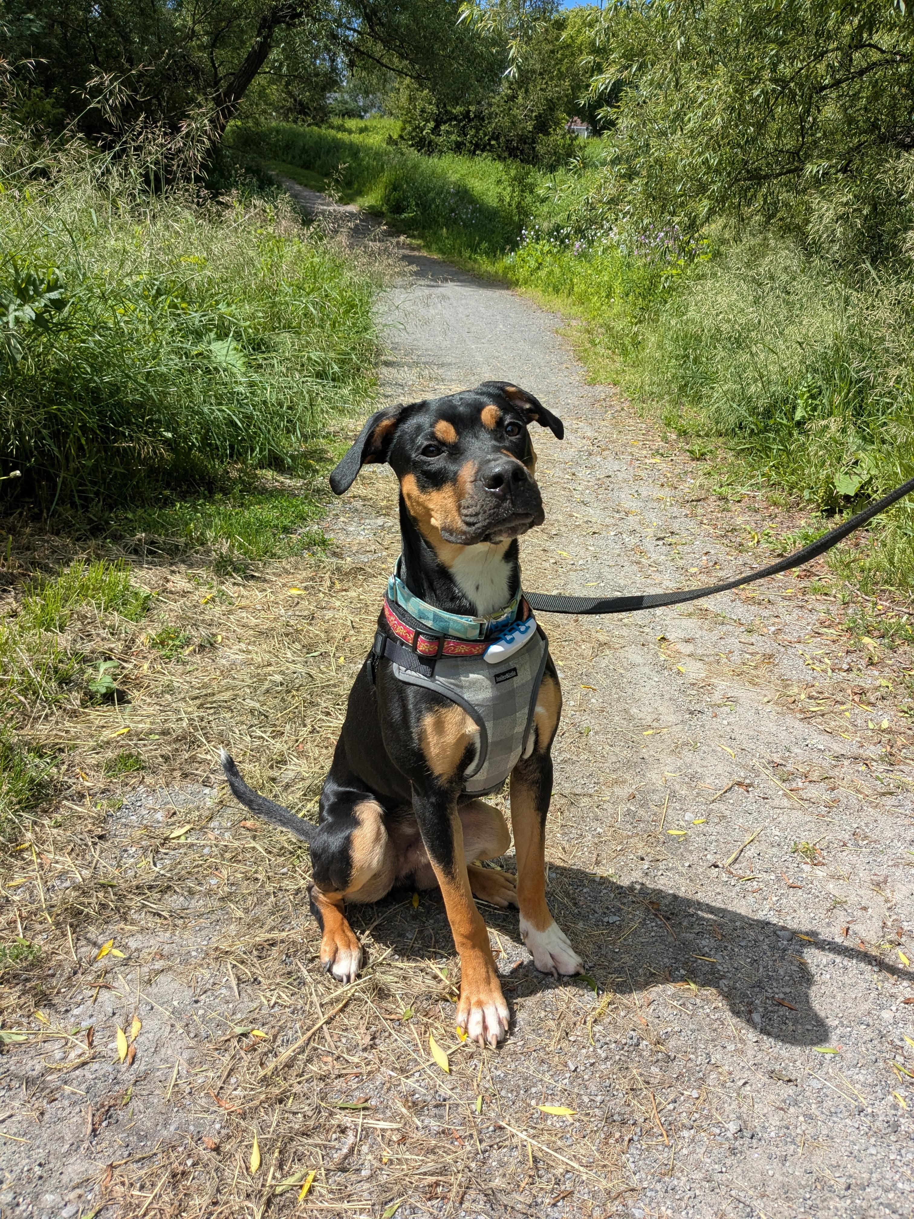 Enlarge Banjo, a ADOPTABLE mixed breed in Scarborough, ON image 5/6