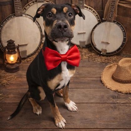 Banjo, a ADOPTABLE mixed breed in Scarborough, ON image 1/6