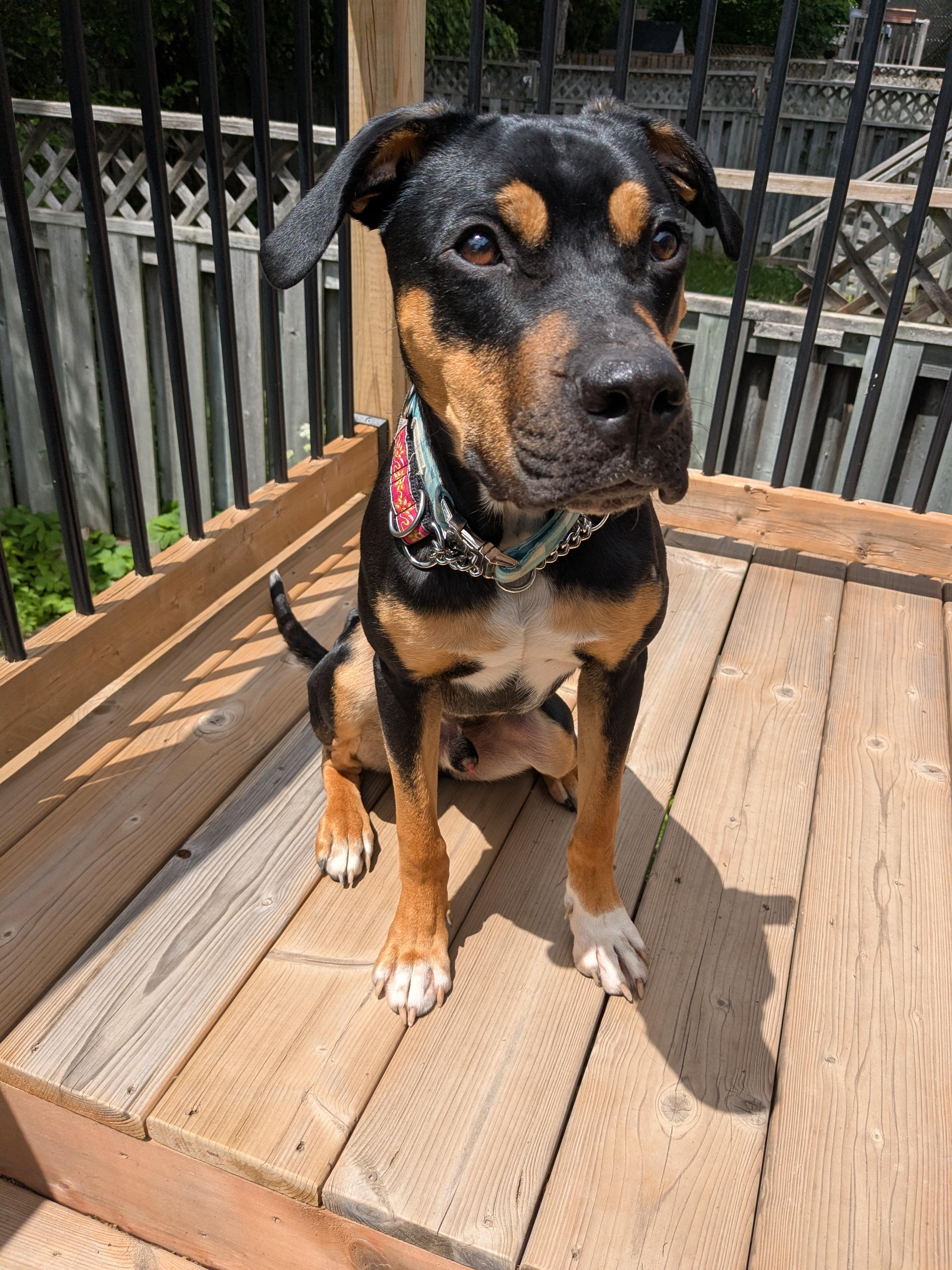 Enlarge Banjo, a ADOPTABLE mixed breed in Scarborough, ON image 4/6