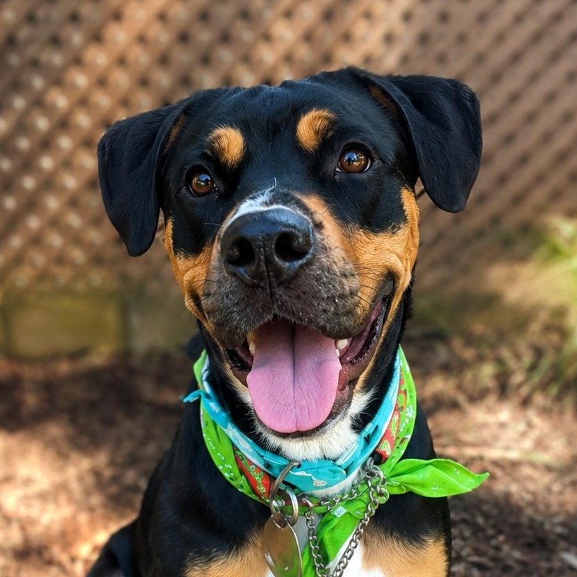 Banjo, a ADOPTABLE mixed breed in Scarborough, ON image 5/6