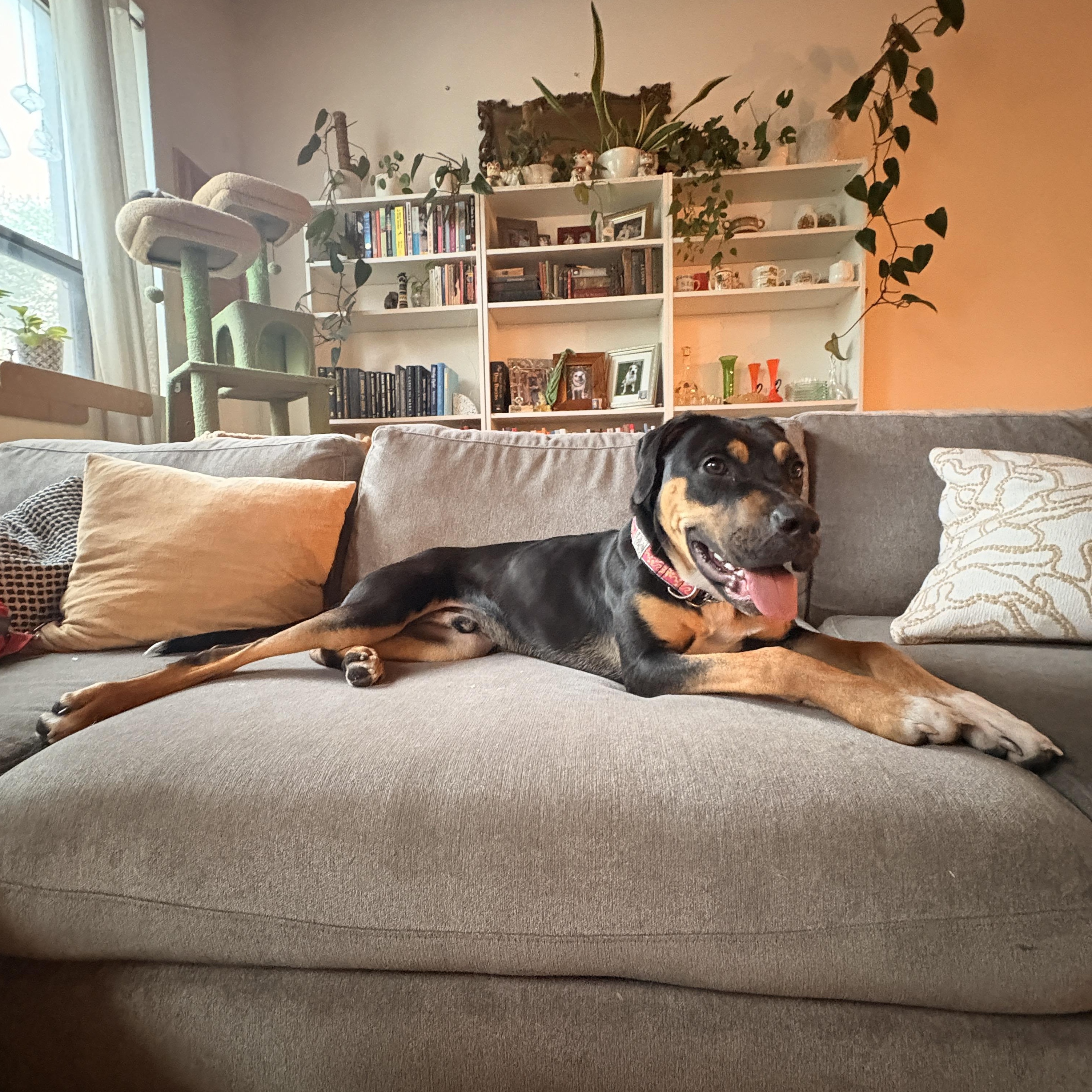 Banjo, a ADOPTABLE mixed breed in Scarborough, ON image 2/6
