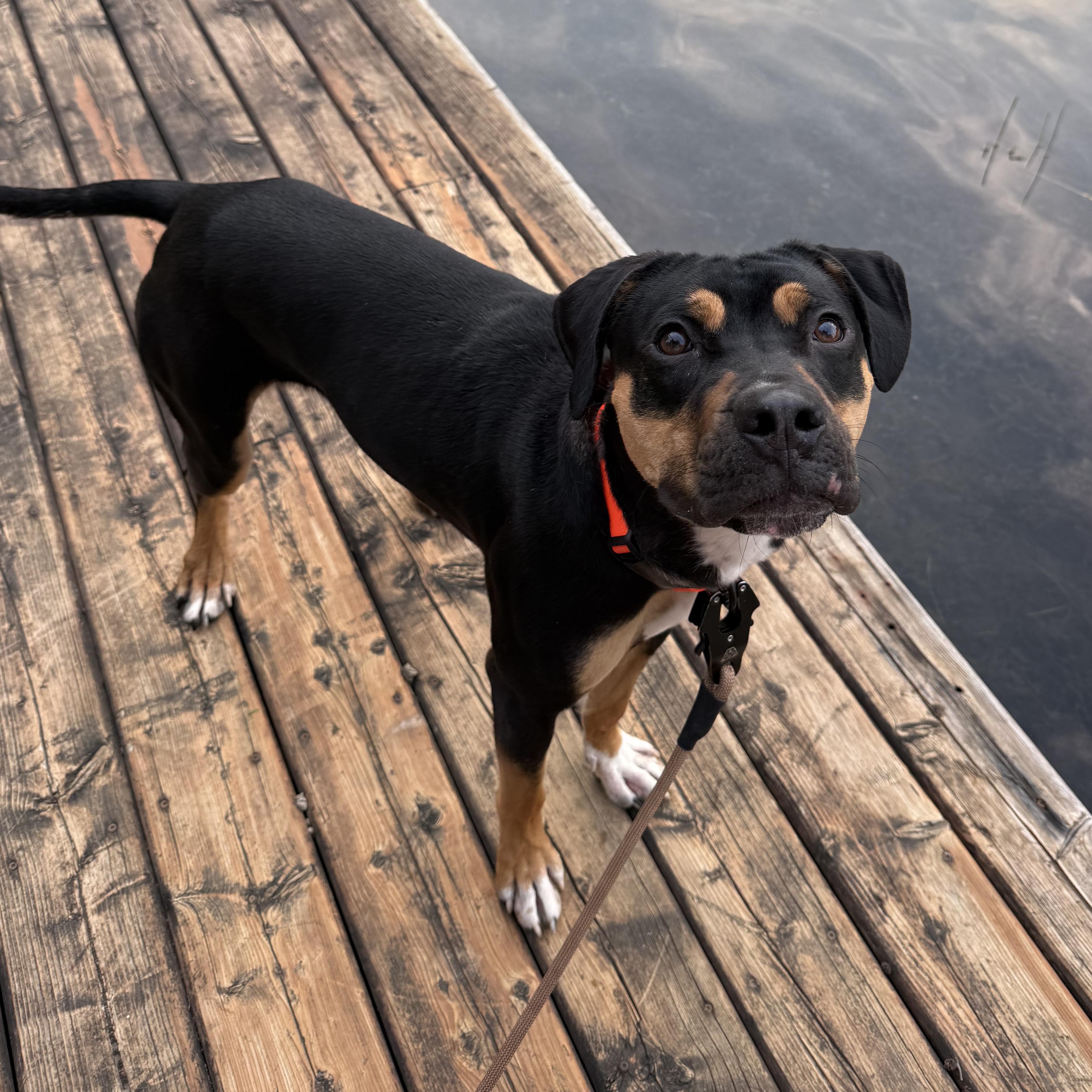 Enlarge Banjo 99.00 ADOPTION FEE, a ADOPTABLE mixed breed in Scarborough, ON image 5/6