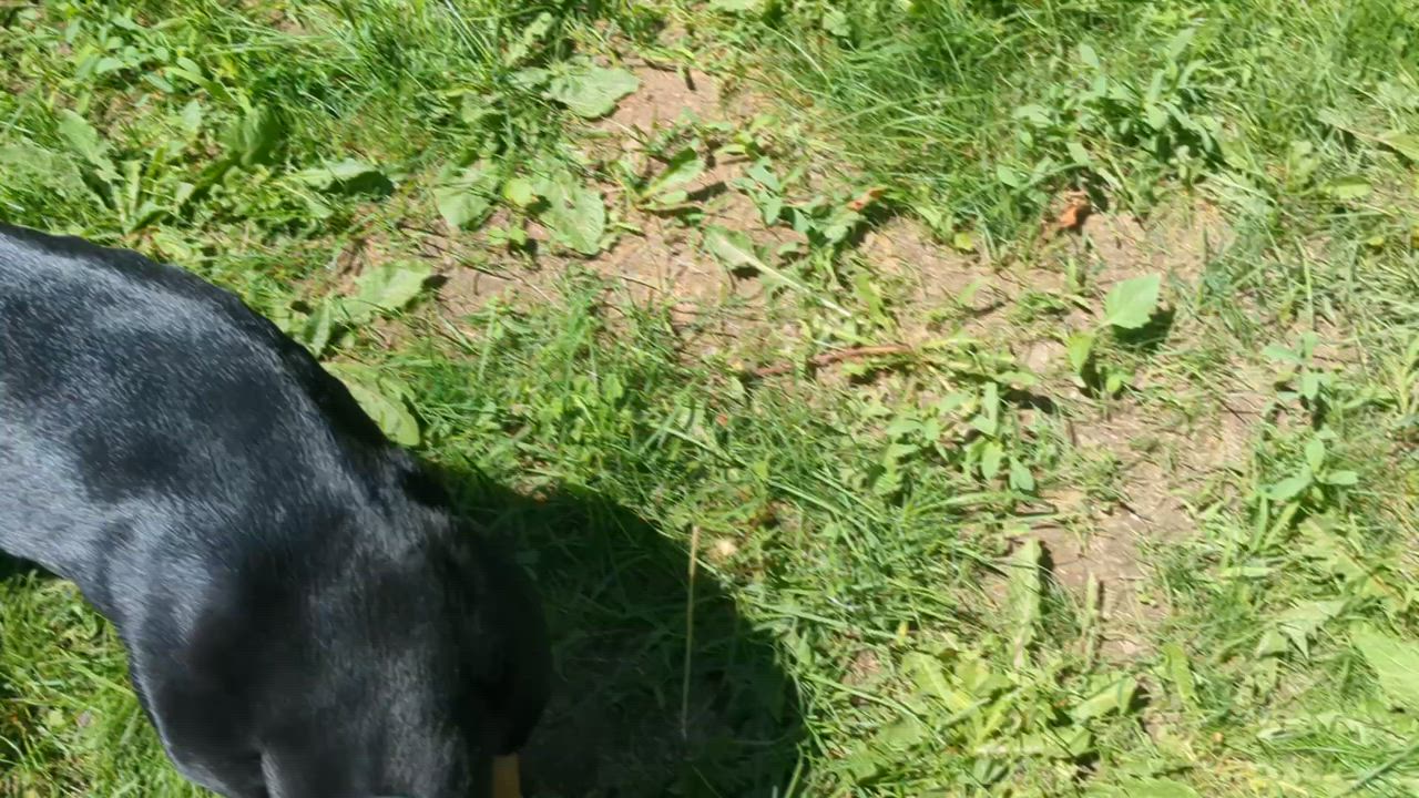 Enlarge Banjo, a ADOPTABLE mixed breed in Scarborough, ON video 6/6