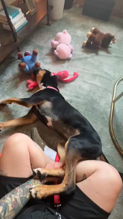 Enlarge Banjo, a ADOPTABLE mixed breed in Scarborough, ON video 6/6