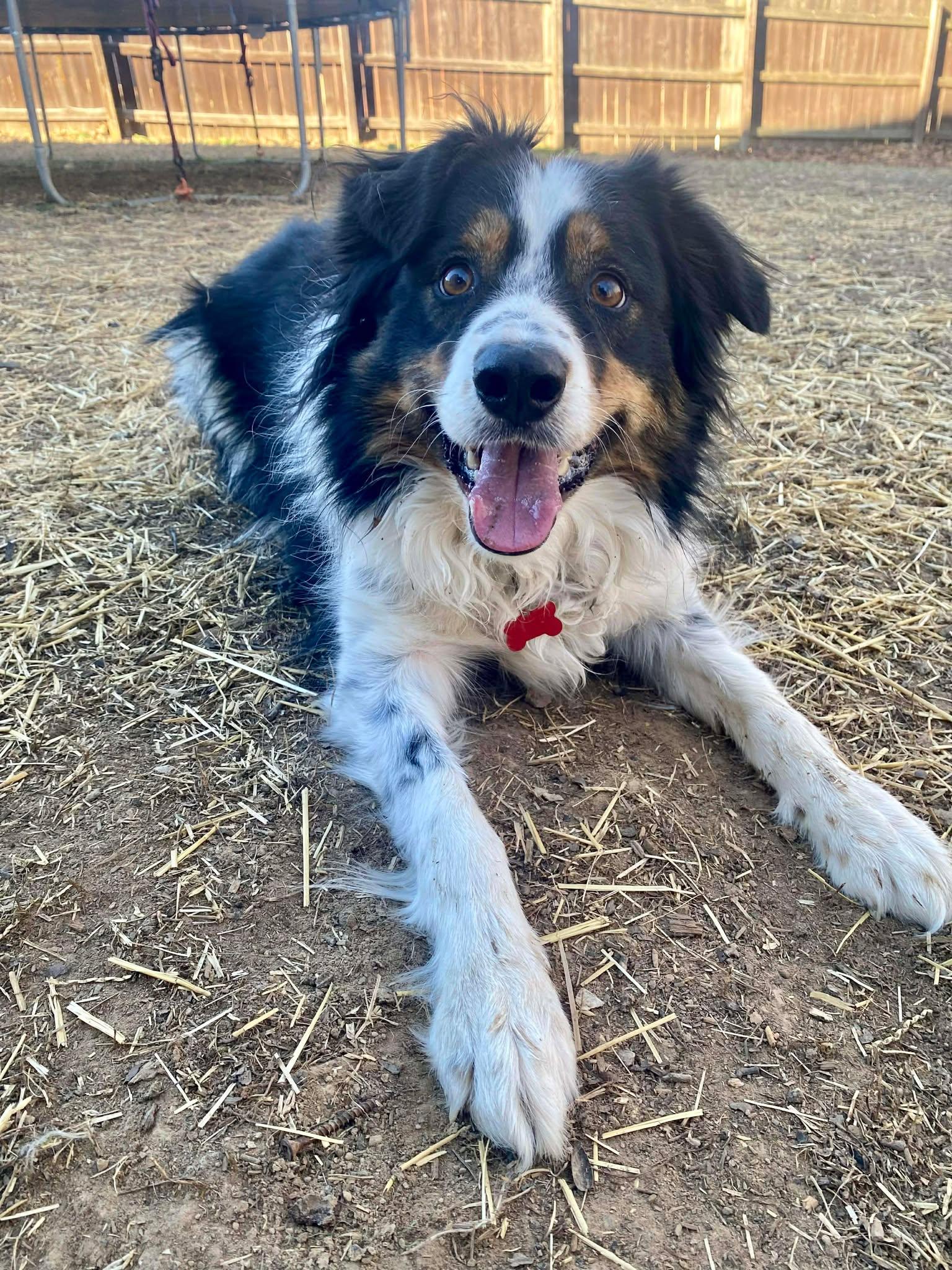 Chou Chou, a Adoptable Border Collie in Waynesville, MO image 1/2