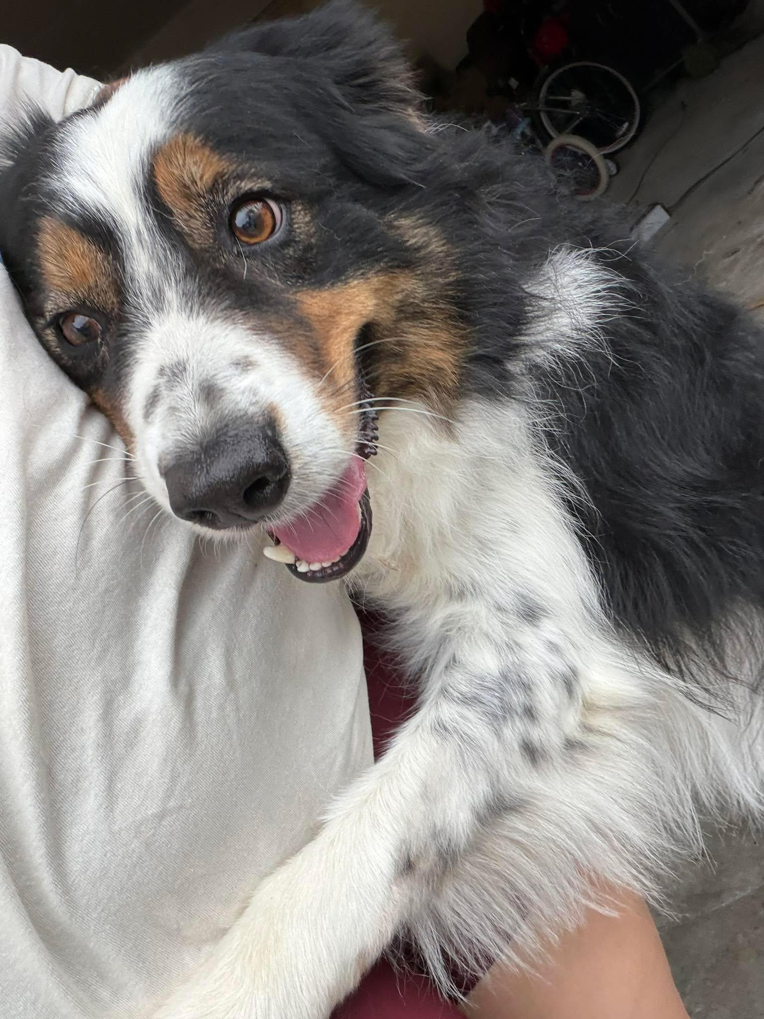 Chou Chou, Adoptable, Adult Male Border Collie.