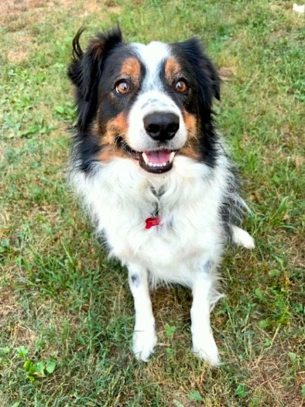 Chou Chou, Adoptable, Adult Male Border Collie.