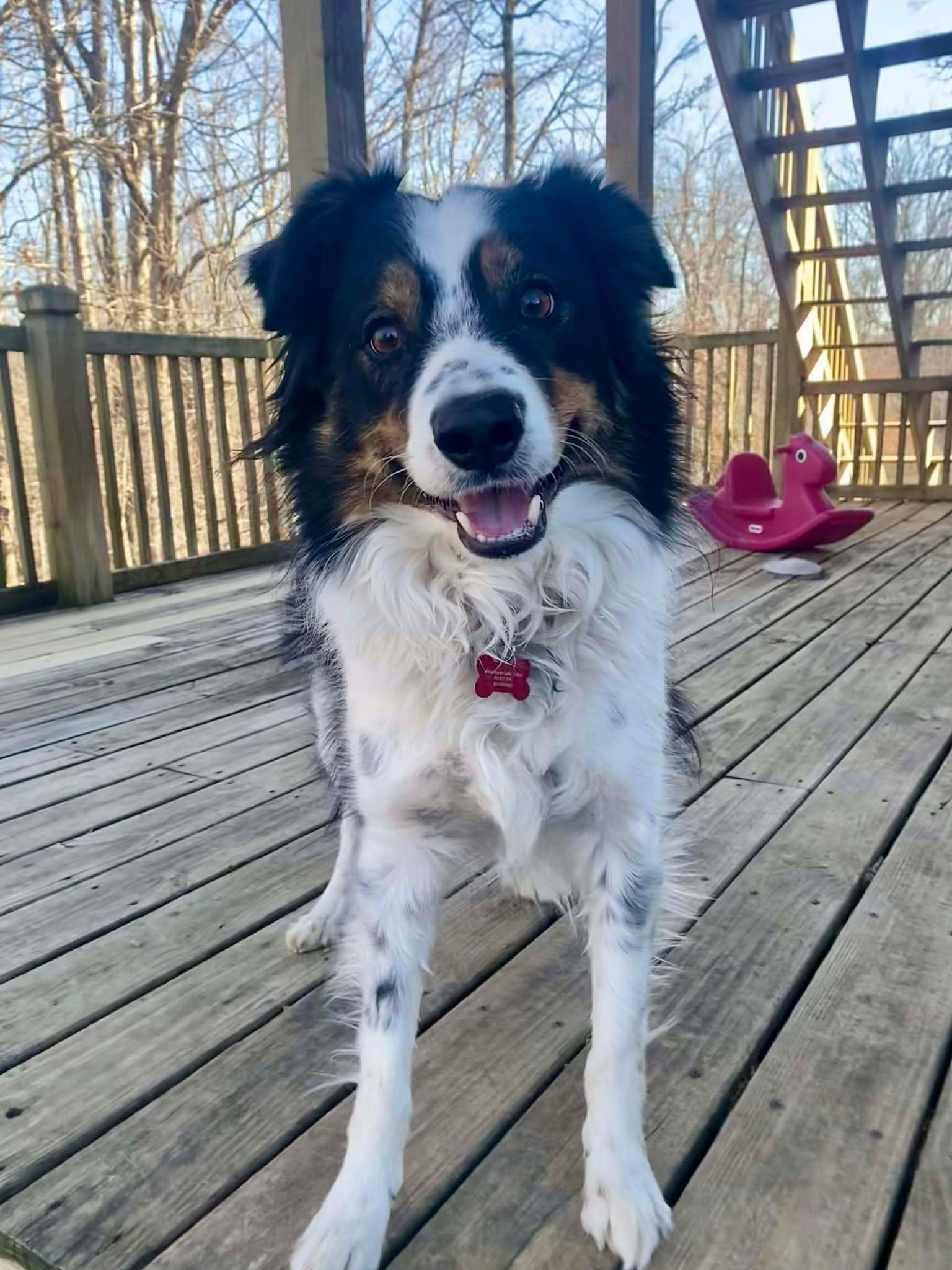 Chou Chou, a Adoptable Border Collie in Waynesville, MO image 2/2