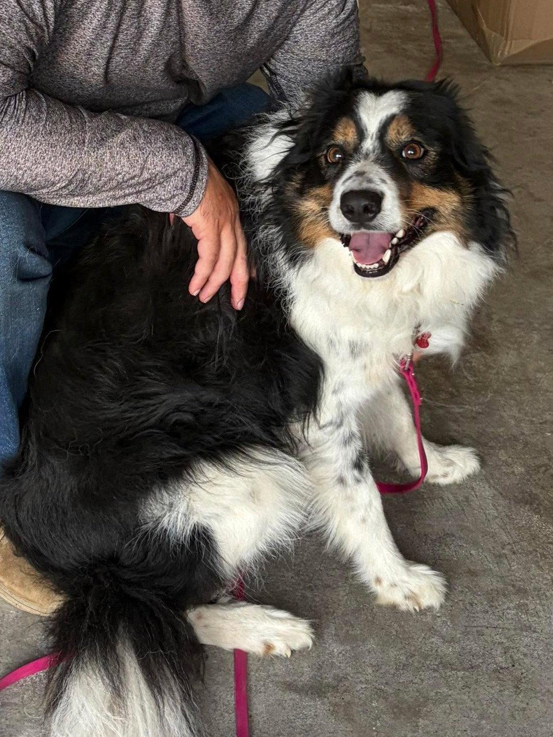 Chou Chou, a Adoptable Border Collie in Waynesville, MO image 2/3