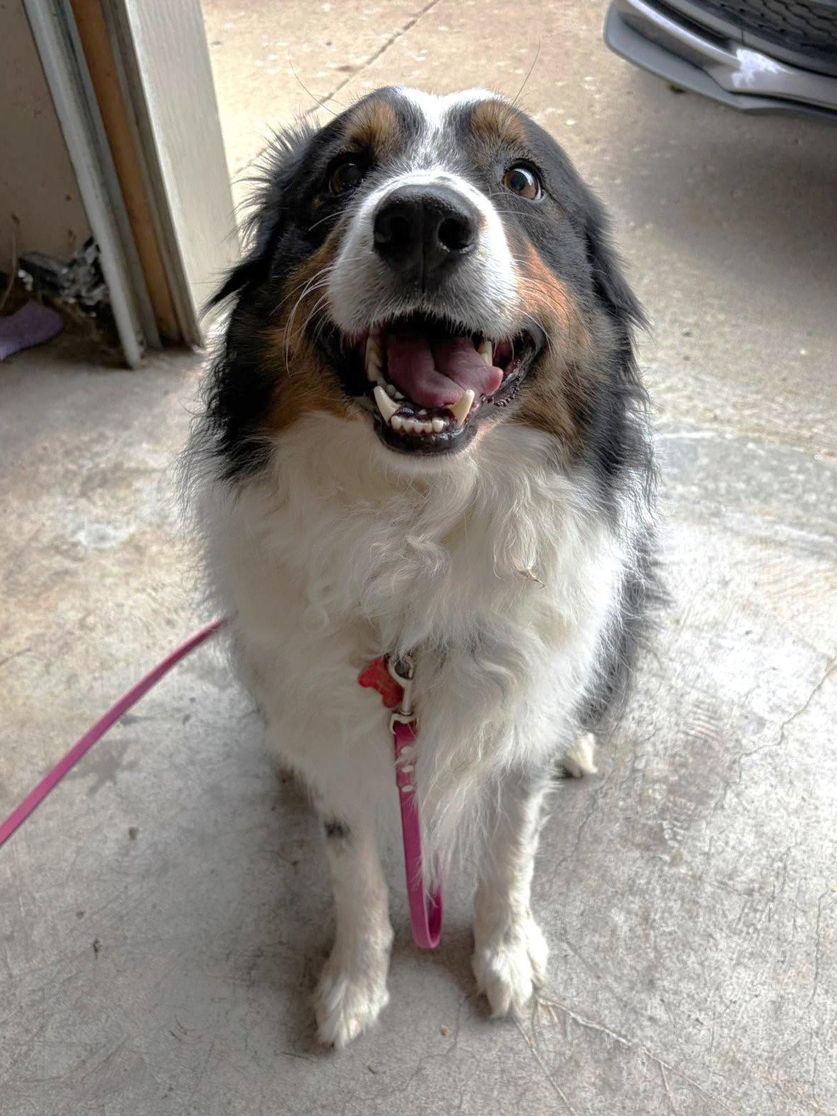 Chou Chou, a Adoptable Border Collie in Waynesville, MO image 3/3