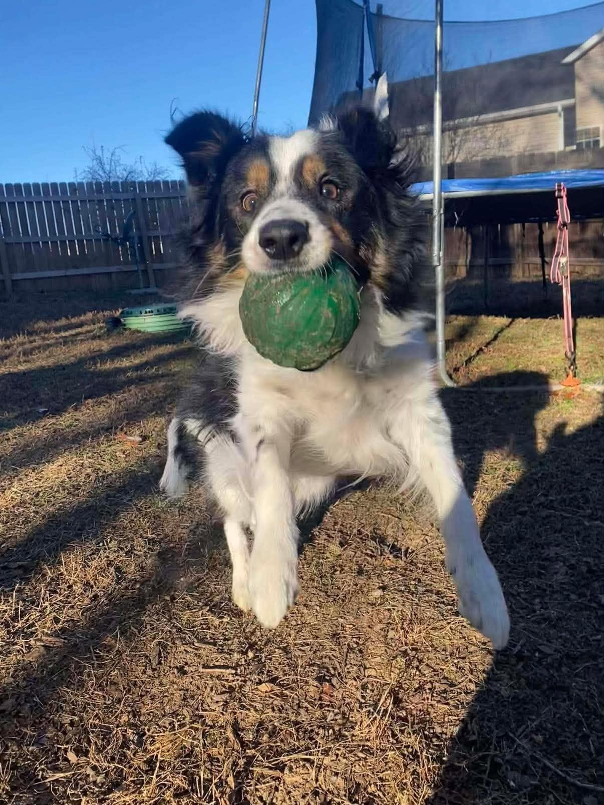 Enlarge Chou Chou, a Adoptable Border Collie in Waynesville, MO image 2/3