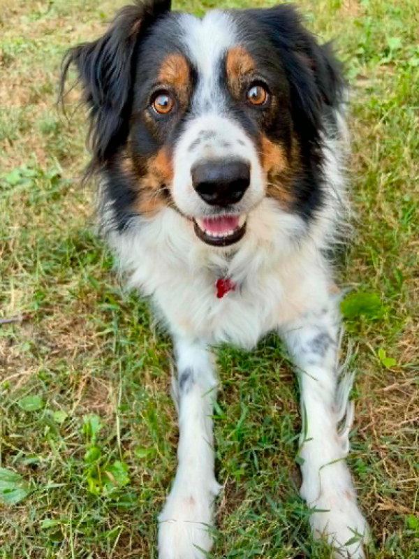 Enlarge Chou Chou, a Adoptable Border Collie in Waynesville, MO image 3/3