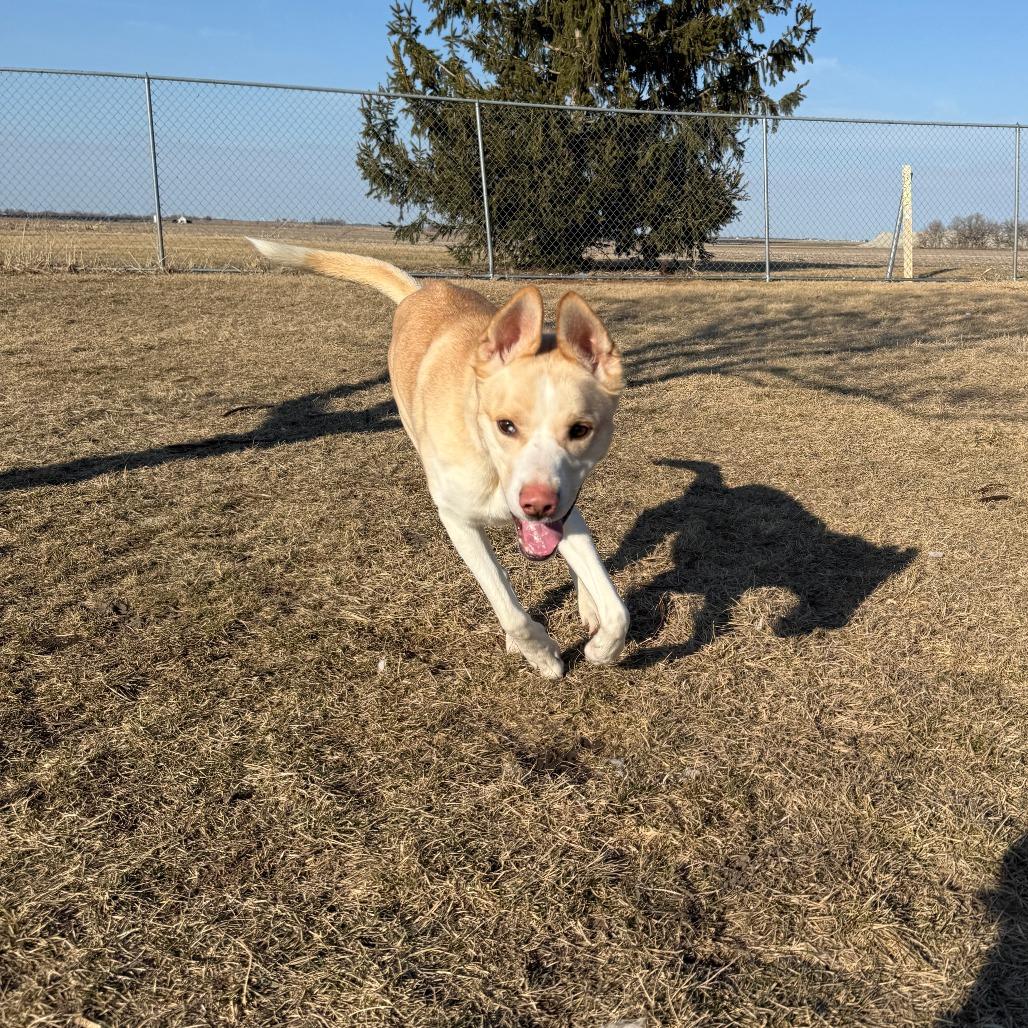 Bishop, Adoptable, Young Male Husky.