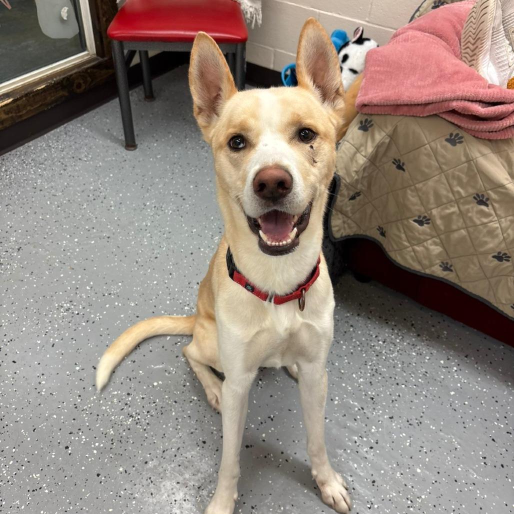 Bishop, Adoptable, Young Male Husky.
