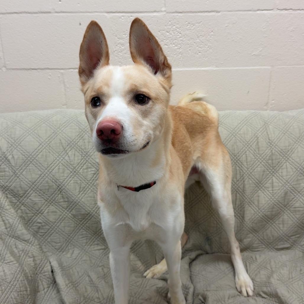Bishop, Adoptable, Young Male Husky.