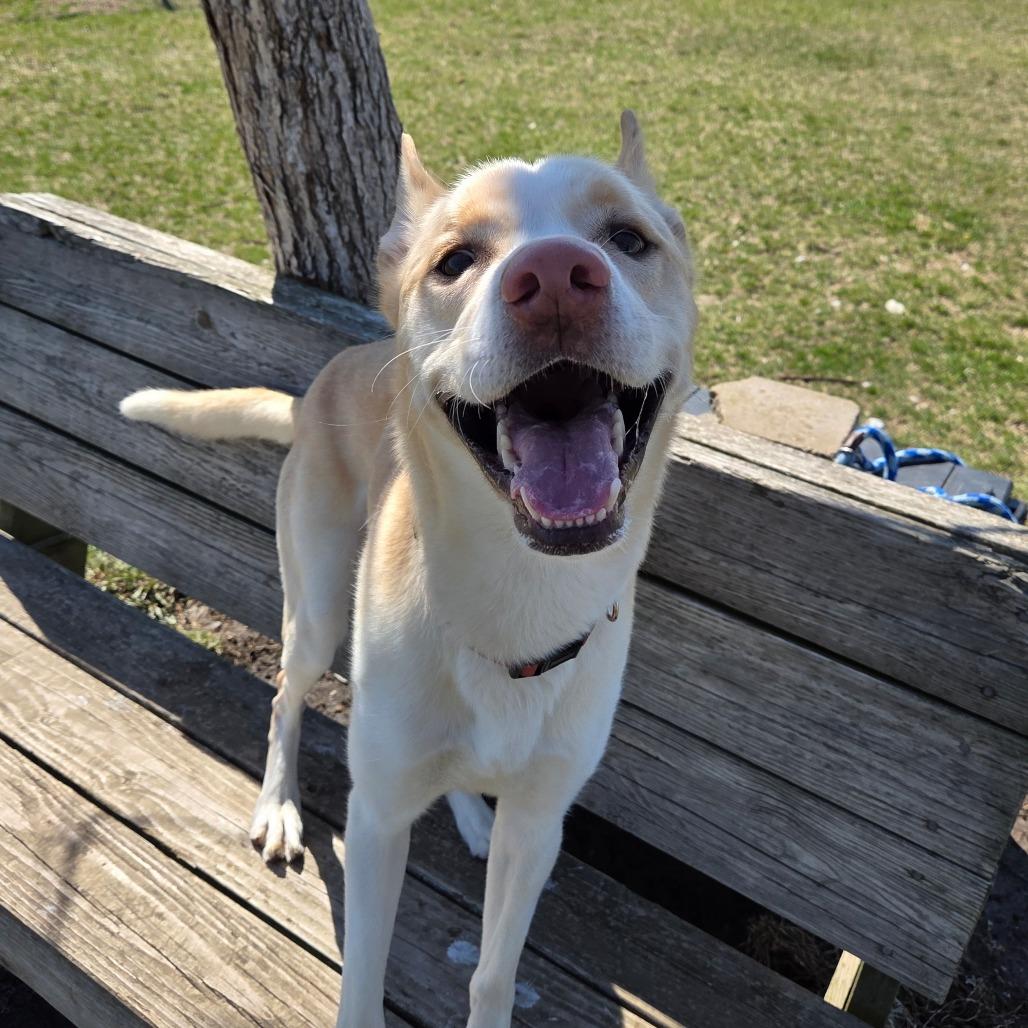 Bishop, Adoptable, Young Male Husky.