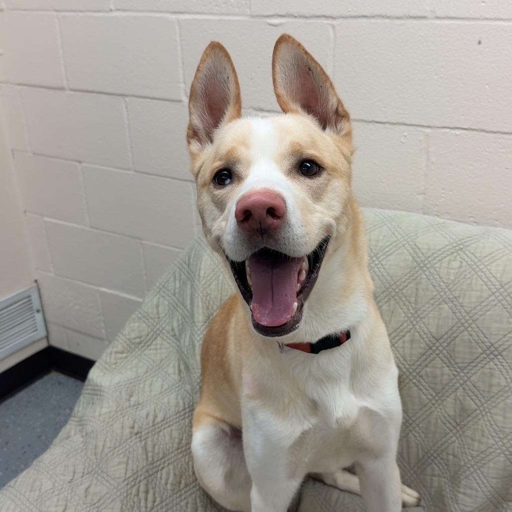 Bishop, a Adoptable mixed breed in Pontiac, IL image 2/6