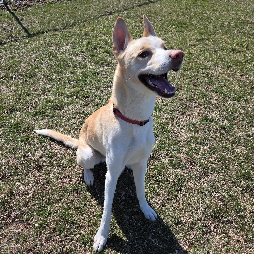 Enlarge Bishop, a Adoptable mixed breed in Pontiac, IL image 2/6