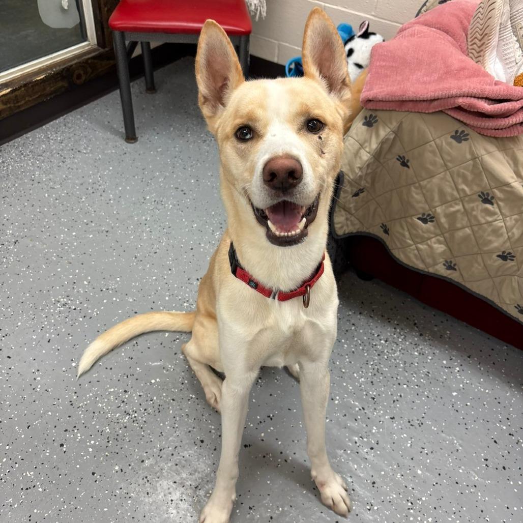 Bishop, a Adoptable mixed breed in Pontiac, IL image 2/5