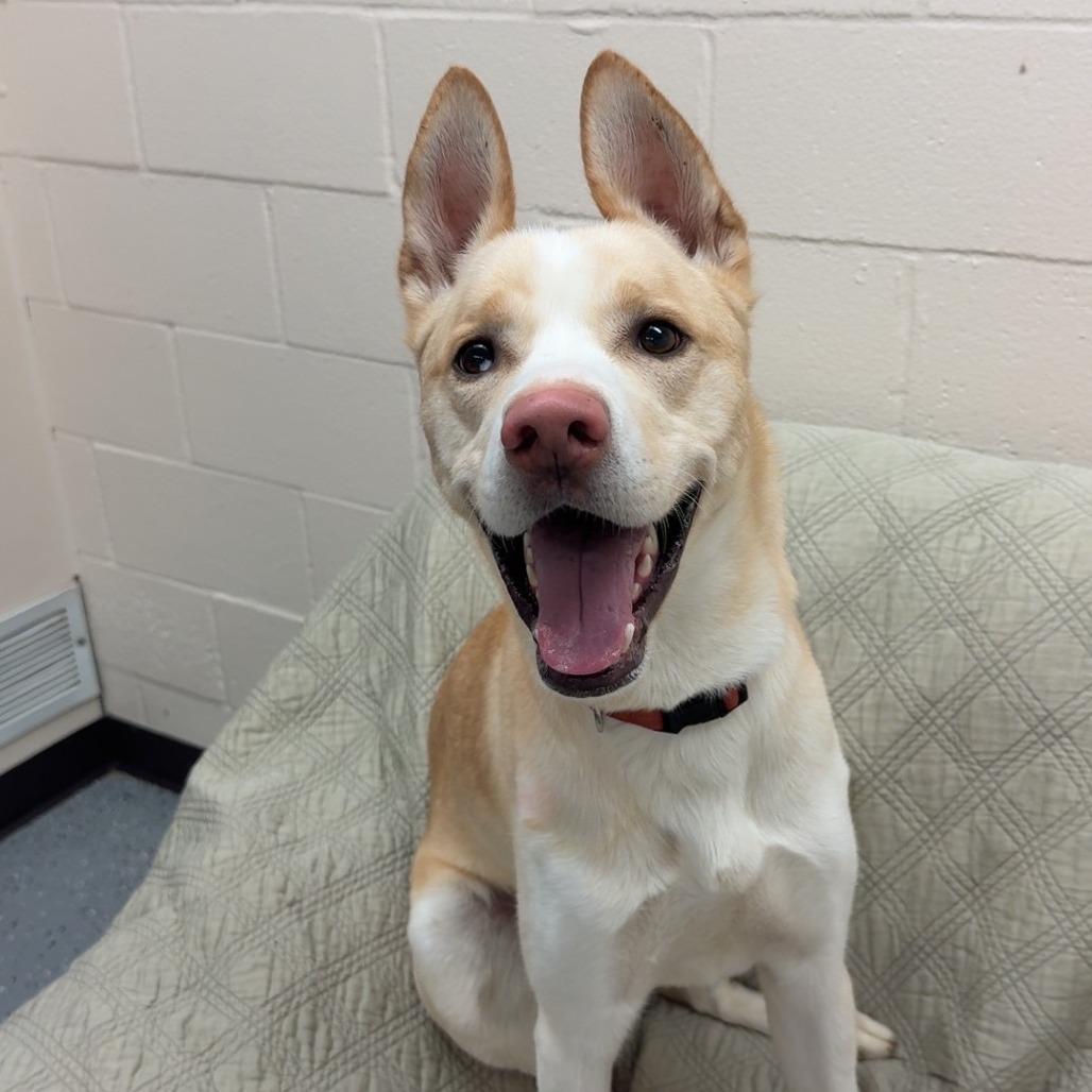 Enlarge Bishop, a Adoptable mixed breed in Pontiac, IL image 3/6