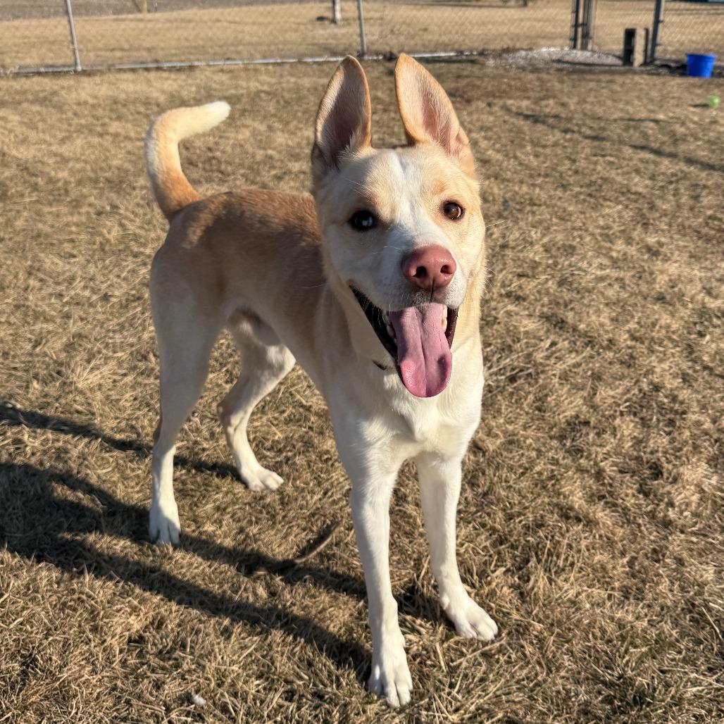 Enlarge Bishop, a Adoptable mixed breed in Pontiac, IL image 4/6