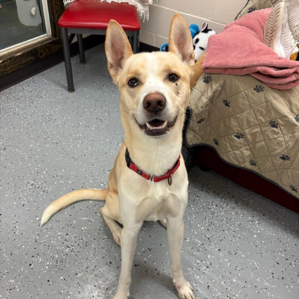 Bishop, a Adoptable mixed breed in Pontiac, IL image 3/5