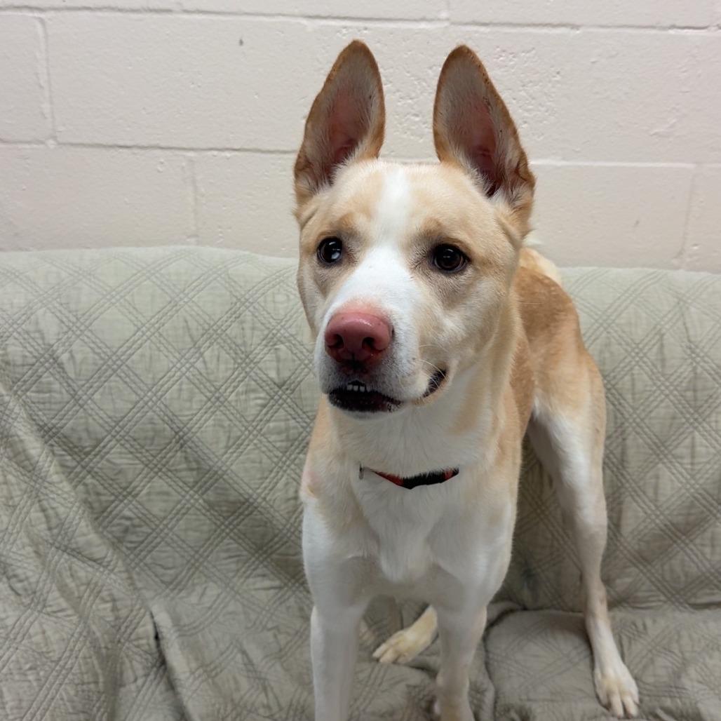 Bishop, a Adoptable mixed breed in Pontiac, IL image 4/6