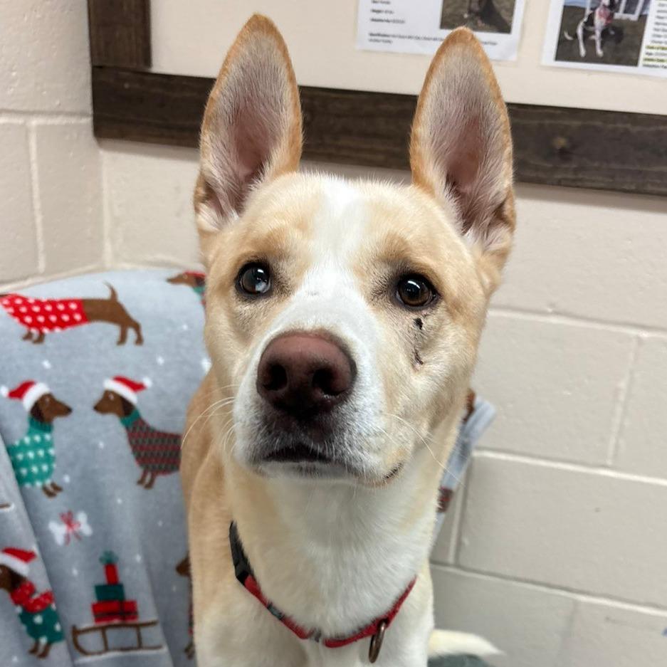 Bishop, a Adoptable mixed breed in Pontiac, IL image 4/5