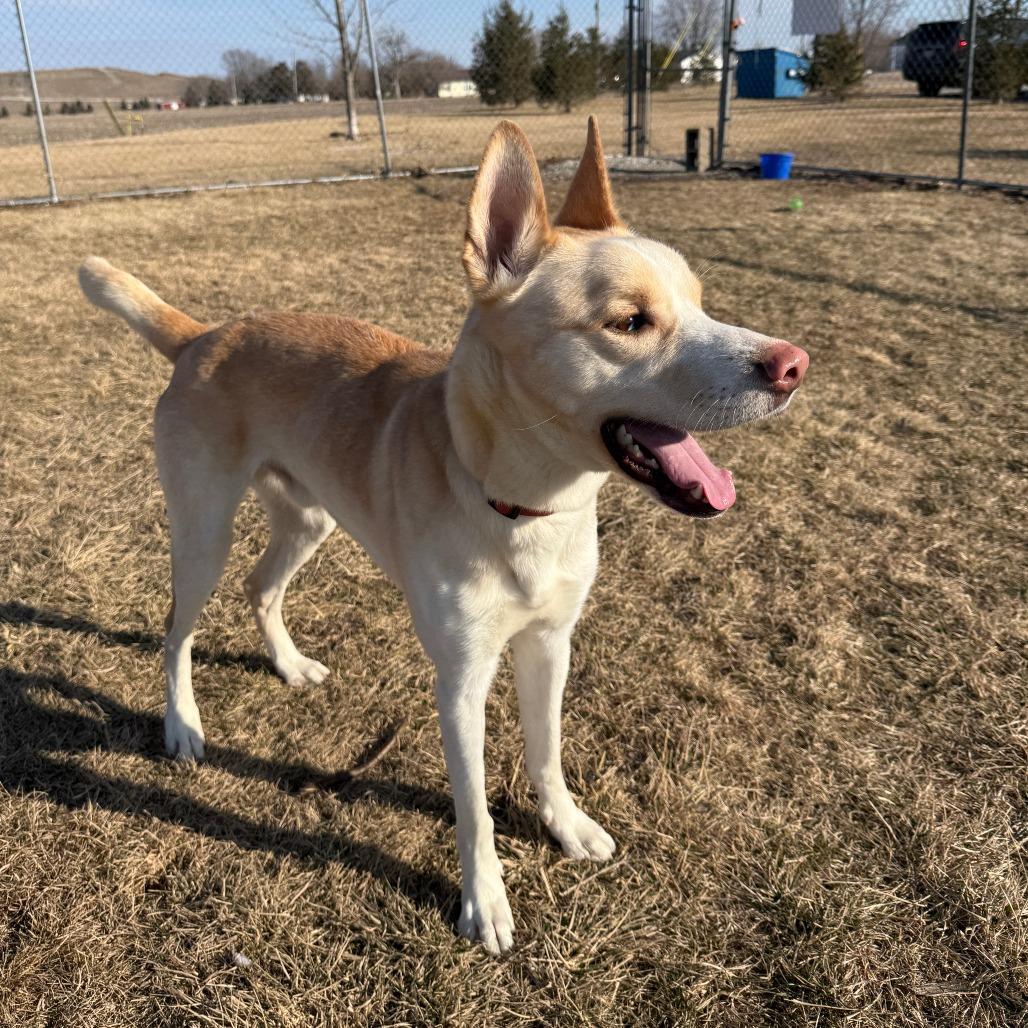Enlarge Bishop, a Adoptable mixed breed in Pontiac, IL image 6/6