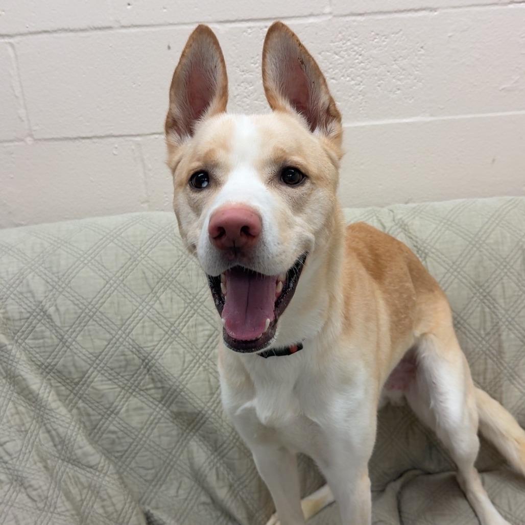 Bishop, a Adoptable mixed breed in Pontiac, IL image 5/6