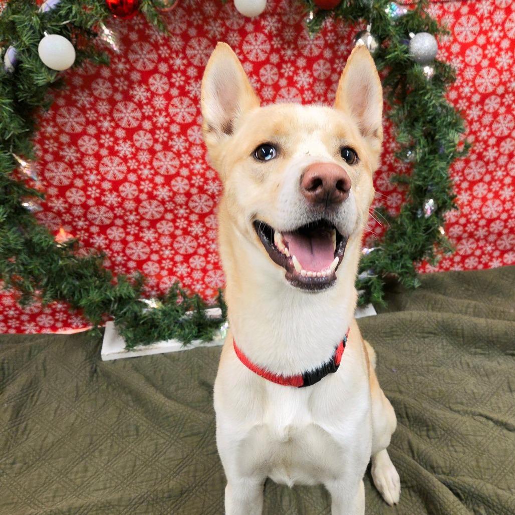 Bishop, a Adoptable mixed breed in Pontiac, IL image 5/5