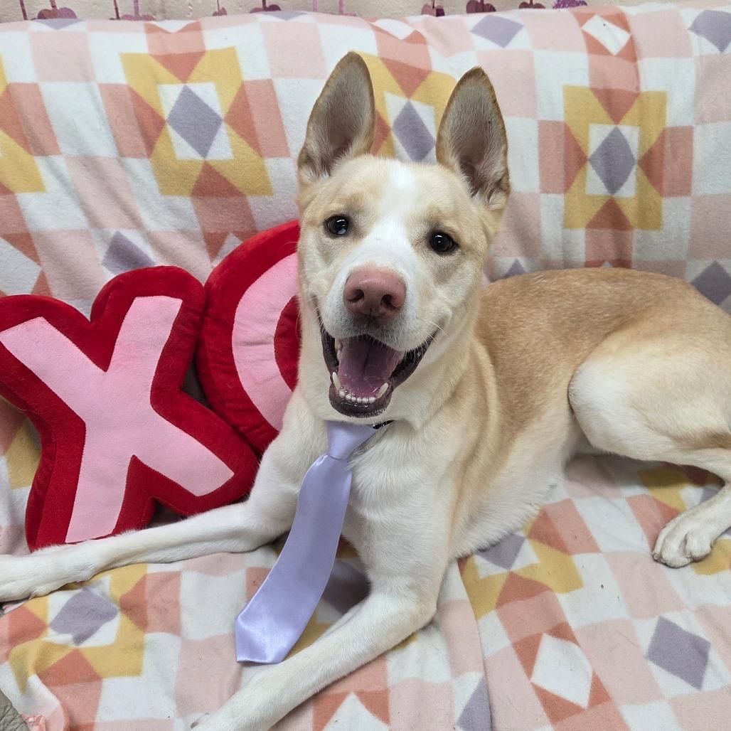 Bishop, a Adoptable mixed breed in Pontiac, IL image 6/6