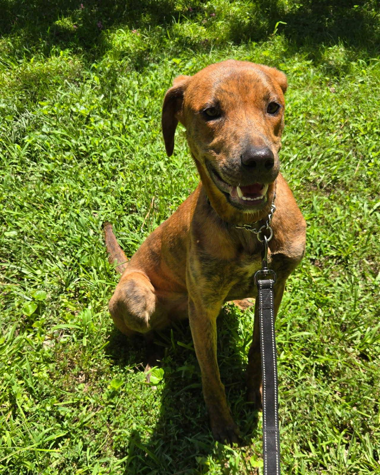 Enlarge Booper, a Adoptable mixed breed in Dallas, GA image 1/2
