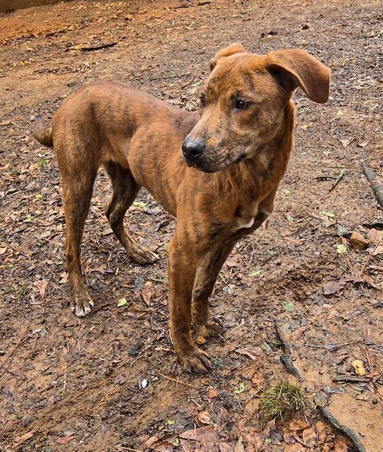 Booper, Young Male Plott Hound