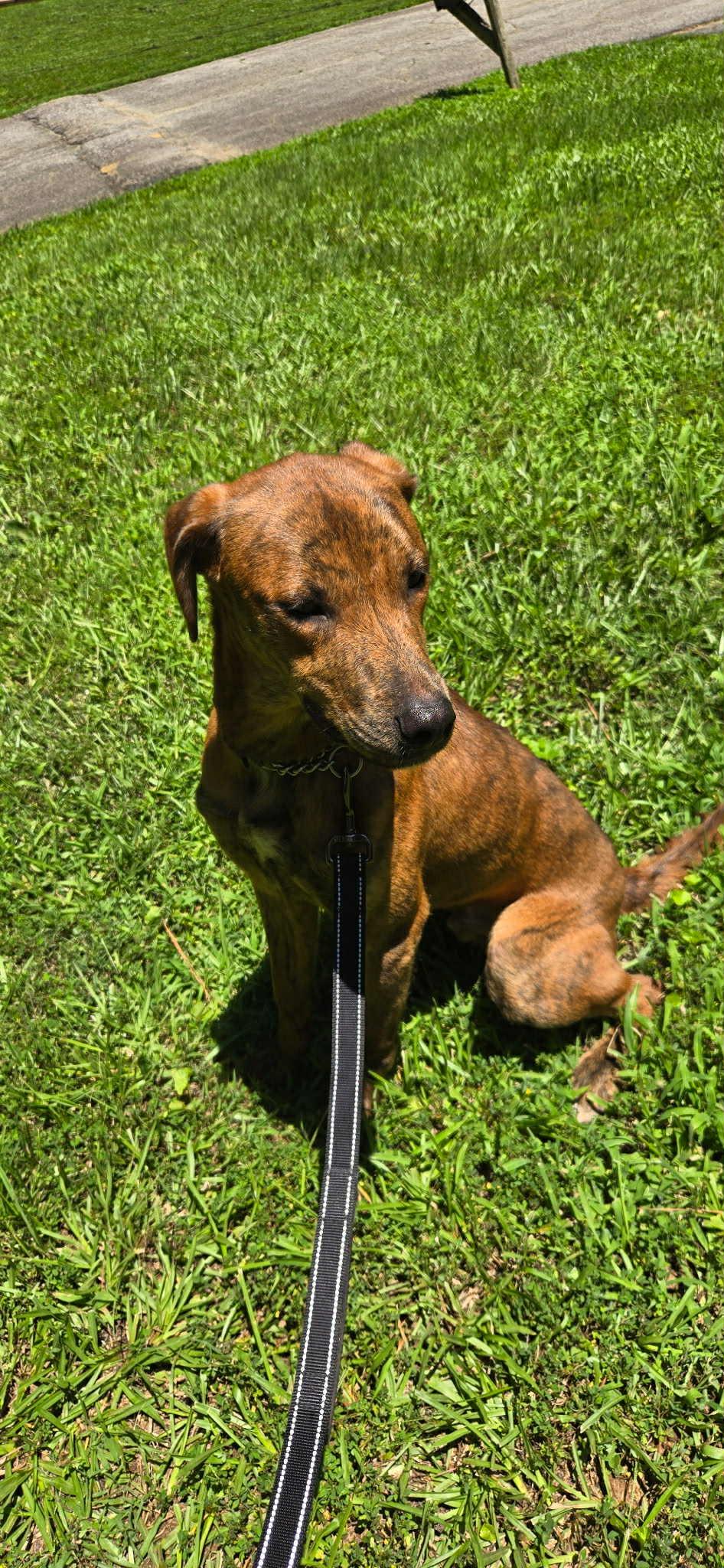 Enlarge Booper, a Adoptable mixed breed in Dallas, GA image 2/2