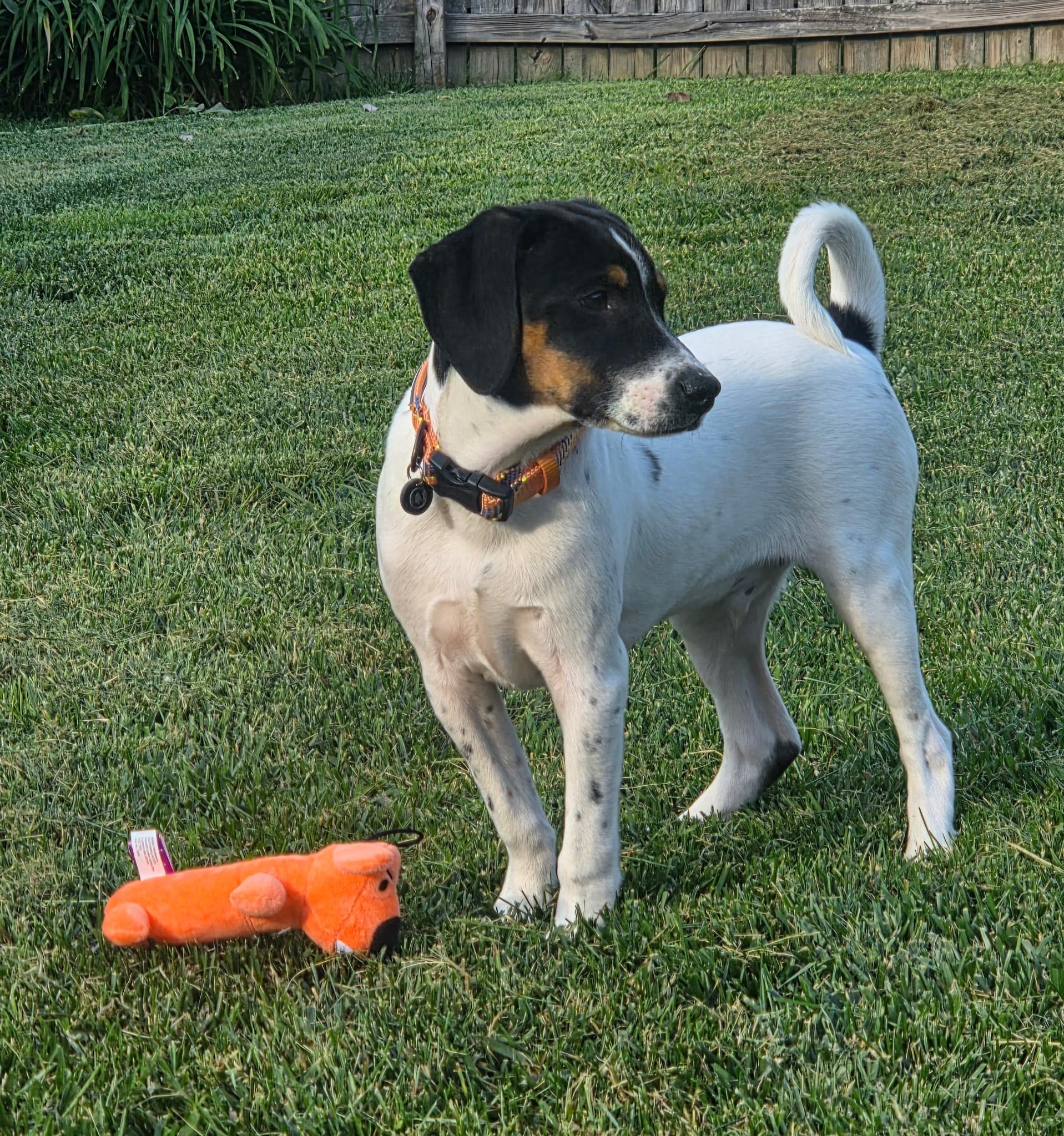 Enlarge Milo, a ADOPTABLE mixed breed in Jeffersonville, IN image 2/5