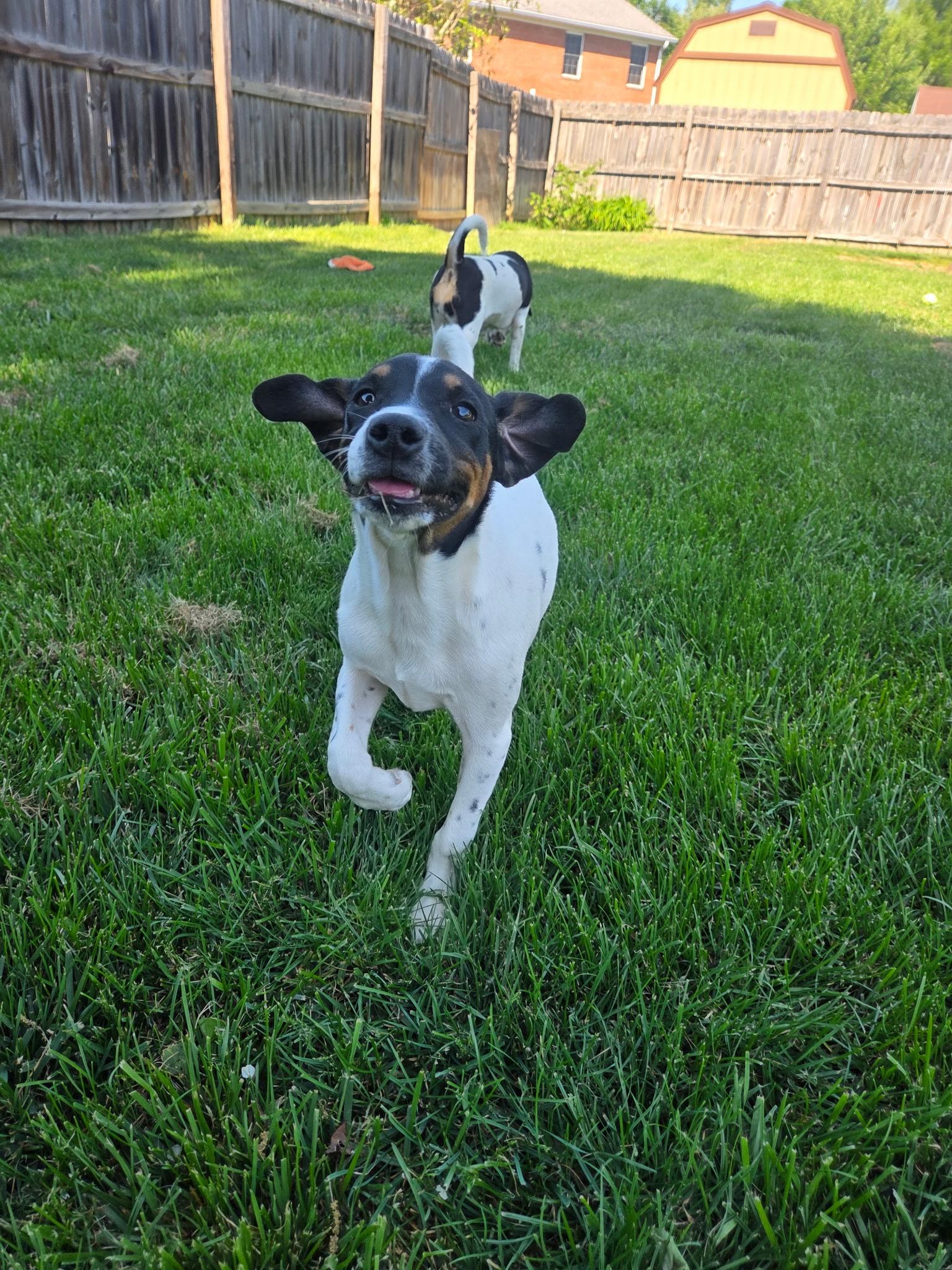 Enlarge Milo, a ADOPTABLE mixed breed in Jeffersonville, IN image 4/5