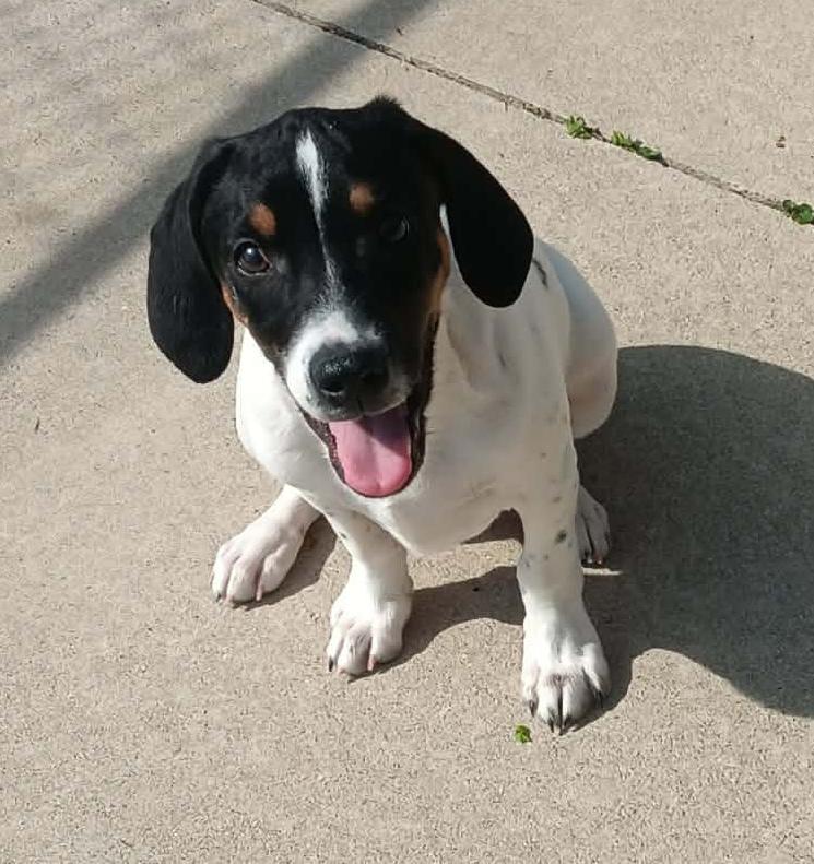 Enlarge Milo, a ADOPTABLE mixed breed in Jeffersonville, IN image 3/5