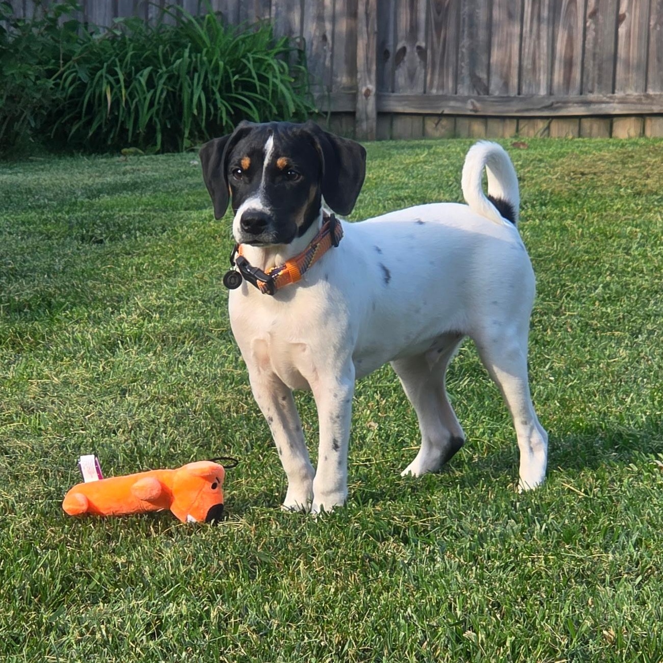 Enlarge Milo, a ADOPTABLE mixed breed in Jeffersonville, IN image 1/5